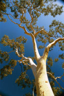 Gum tree Australia